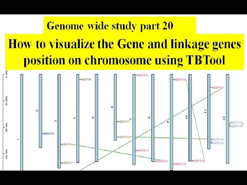 Genome wide study Part 20  Gene position on chromosome using TBTool | Phenogram