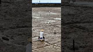 Download lagu This fishing technique requires god-like skills #shortvideo #tranding #trandingshorts #fishing mp3