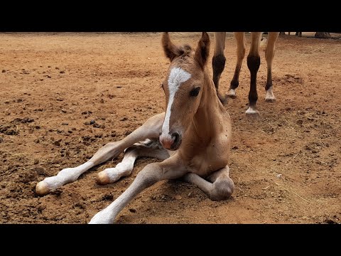 Seyunique Equestrian- Wiggling and tumbling. From birth to his first steps.