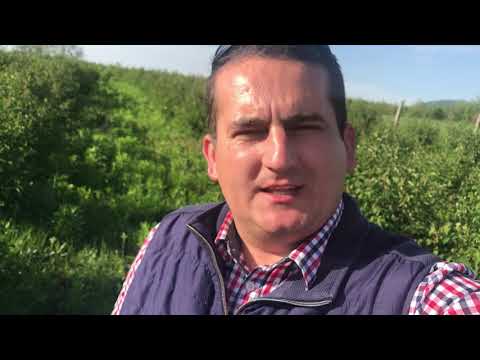 Formarea fructelor la soiul de afin ➡️ Ruben (Saskatoon berry )