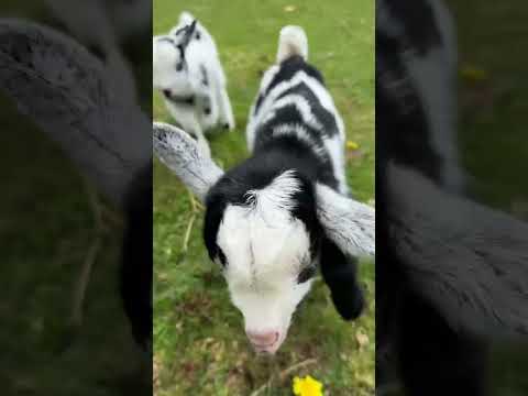 Major Pygmy goat zoomies! #pygmygoat #cuteanimals