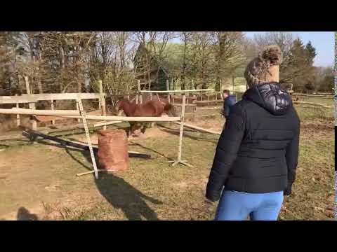 4ans par Machno carwyn x Flipper d elle