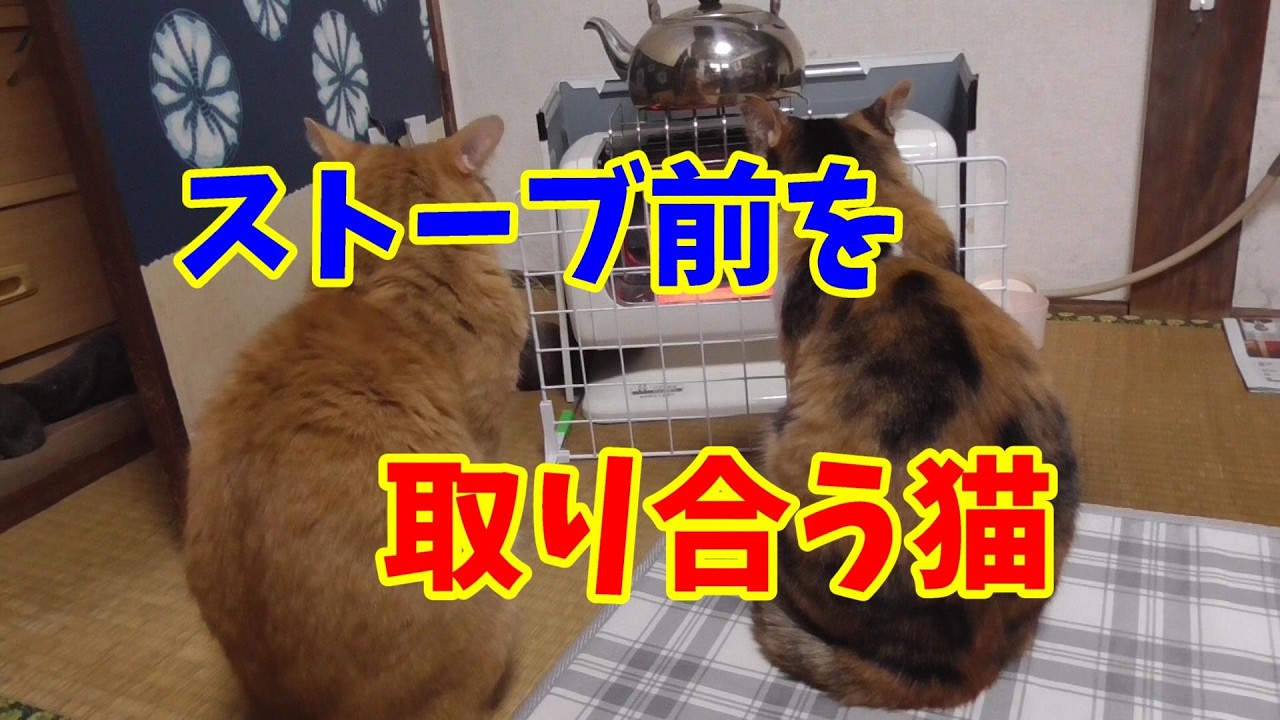 ストーブ前の場所取りをするために、親子ゲンカする猫ちゃん達です、そろそろストーブを片付けようと思っています。11月頃から又ストーブを出そうと思いますが、仲良くしてくれるかな？