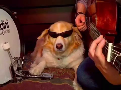 Dog Plays Instruments - Best of Trench and Maple Vines pt.2 ...