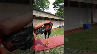 Download lagu Red Japan umur 7-8 Bulan Sango Farm serpong mp3