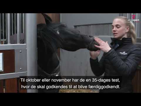 Iron, dansk varmblods hingst