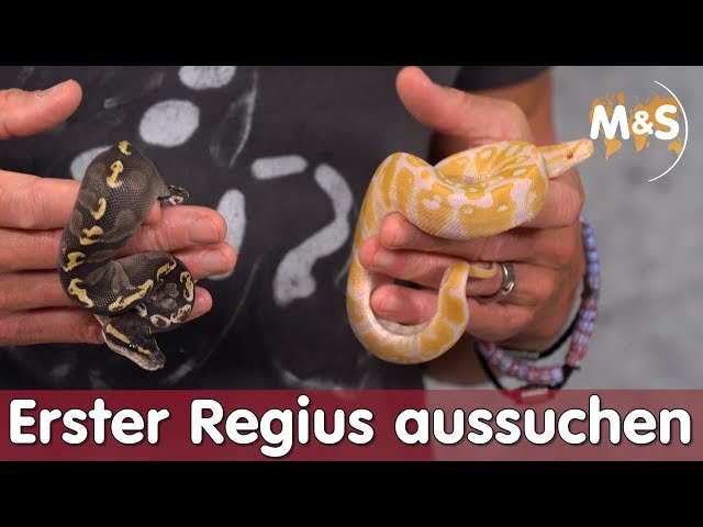 How to pronounce Python regius | HowToPronounce.com