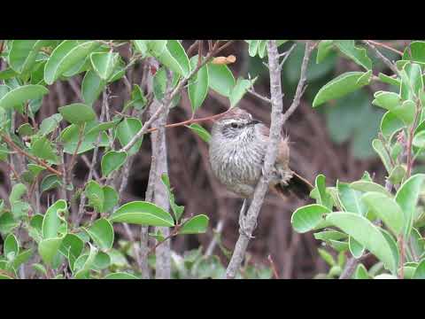 Canastero (Pseudasthenes humicola)