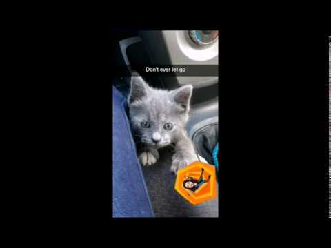 Hilarious snaps of my cats