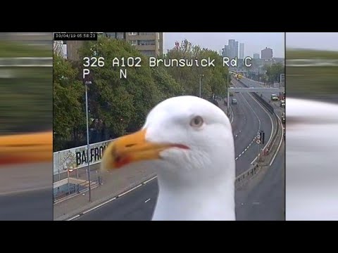 Selfie time: Seagull causes laughter in front of surveillance camera