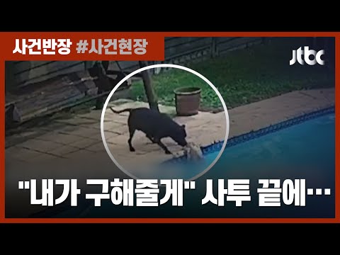 "내가 구해줄게" 물에 빠진 소형견 35분간 사투 끝 구조한 개