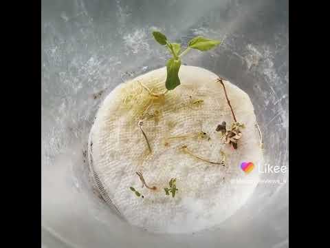 Irvine California Woodbridge indoor hydroponics Aerogarden project #epic chronicles 4/26/2022 d