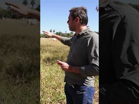 venda Dupla aptidão de verdade terenos MS solo argiloso região maravilhosa de chuva preço 13 milhoes