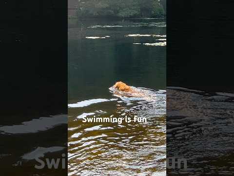 Swimming is fun #dog  #dogswimming #swimming #zuni #goldenretriever