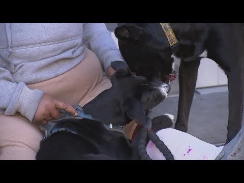 Sf Bay Area Craigslist Pets