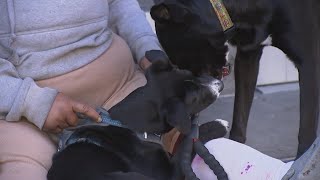 The lives of San Francisco's unhoused pet owners