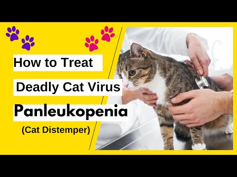 How to treat DEADLY Cat Virus- PANLEUKOPENIA