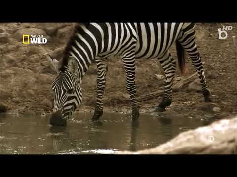 Vie sauvage Prédateurs de génie Film documentaire animalier HD   Vidéo Dailymotion