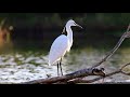 ליבנית קטנה Little Egret