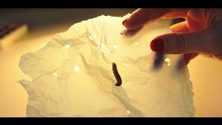 Il bruco che mangia la plastica seconda parte