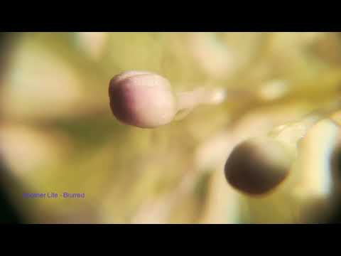 Another Life -  Blurred (Tour De Traum XV)