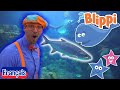 Blippi En Français Visite Un Aquarium Ody Aquarium Odysea Vidéos éducatives Pour Les Enfants