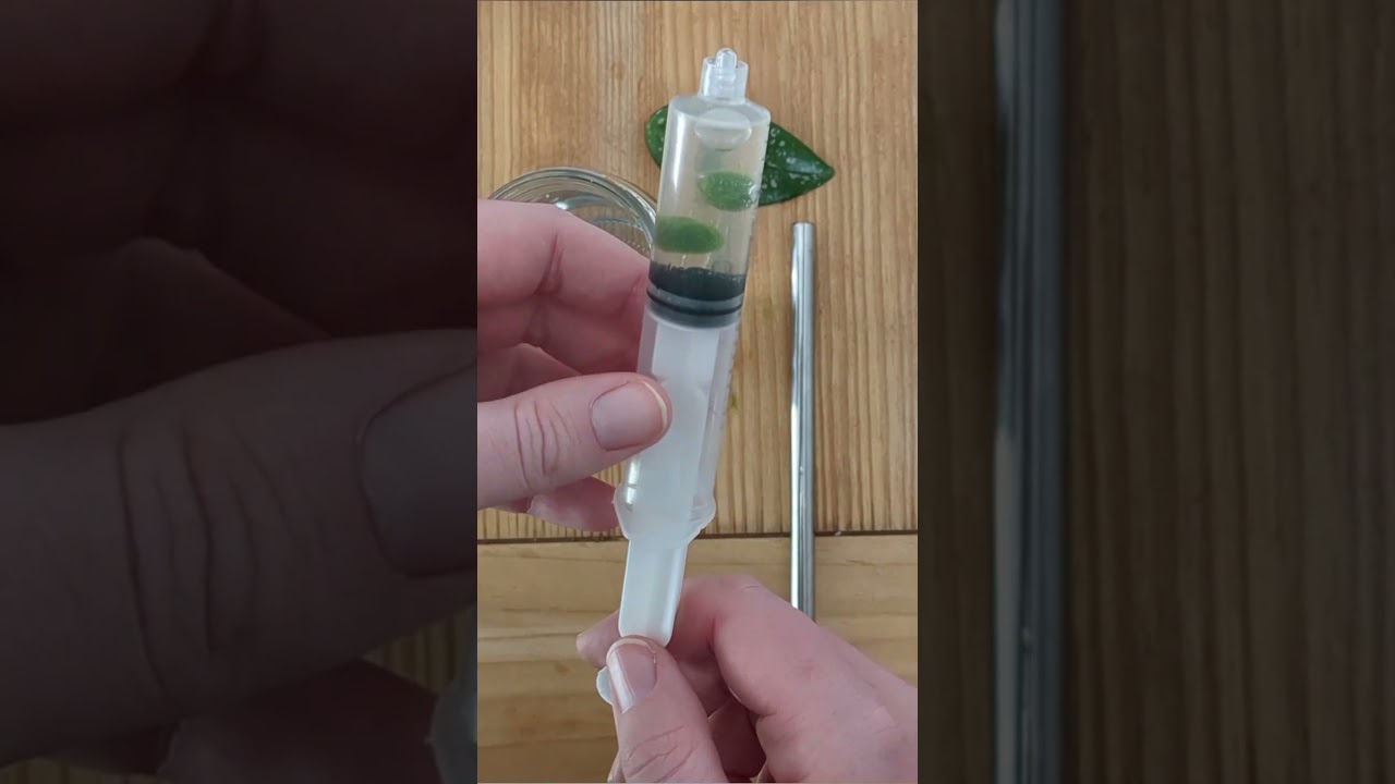 At Home #Photosynthesis Experiment! #scienceexperiment #science