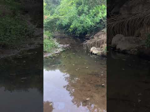 Riacho Oitis em Porteiras/CE #ecogeo #natureza #riacho #porteiras #ceara #chapadadoararipe