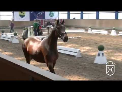 SL35 Holsteiner Stute von Clearway - Lavall I - Ladalco