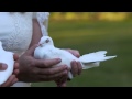 Wedding Dove Release - Visions of White Dove Release