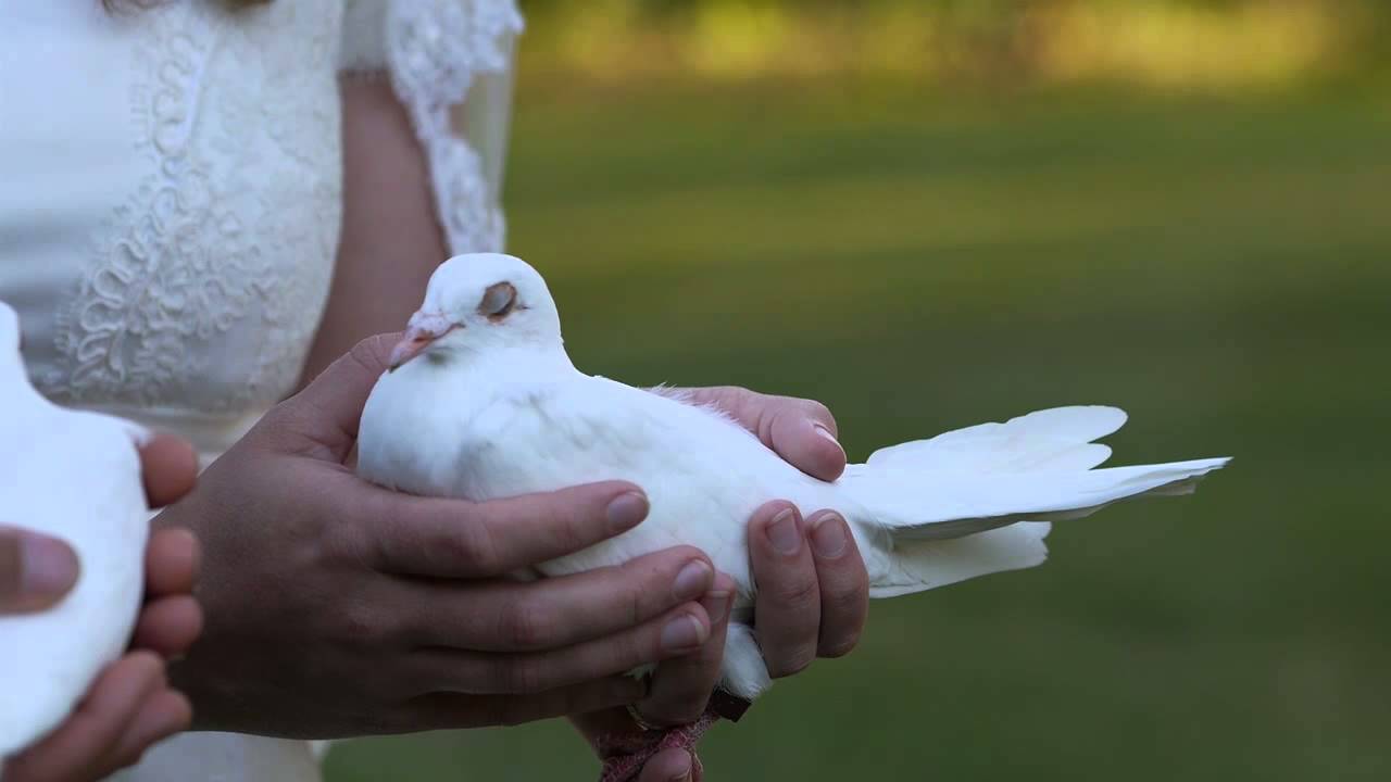 How Much Are Doves for a Wedding?