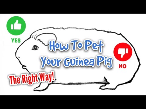YouTube video about: Where do guinea pigs like to be scratched?