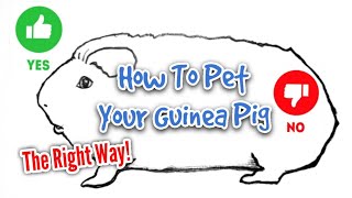 How To Pet Your Guinea Pig - The Right Way!