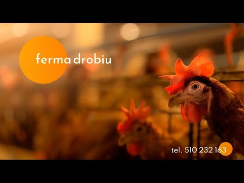 Zobacz filmy, Anna Sołoducha Sprzedaż pasz, Łabuńki Pierwsze