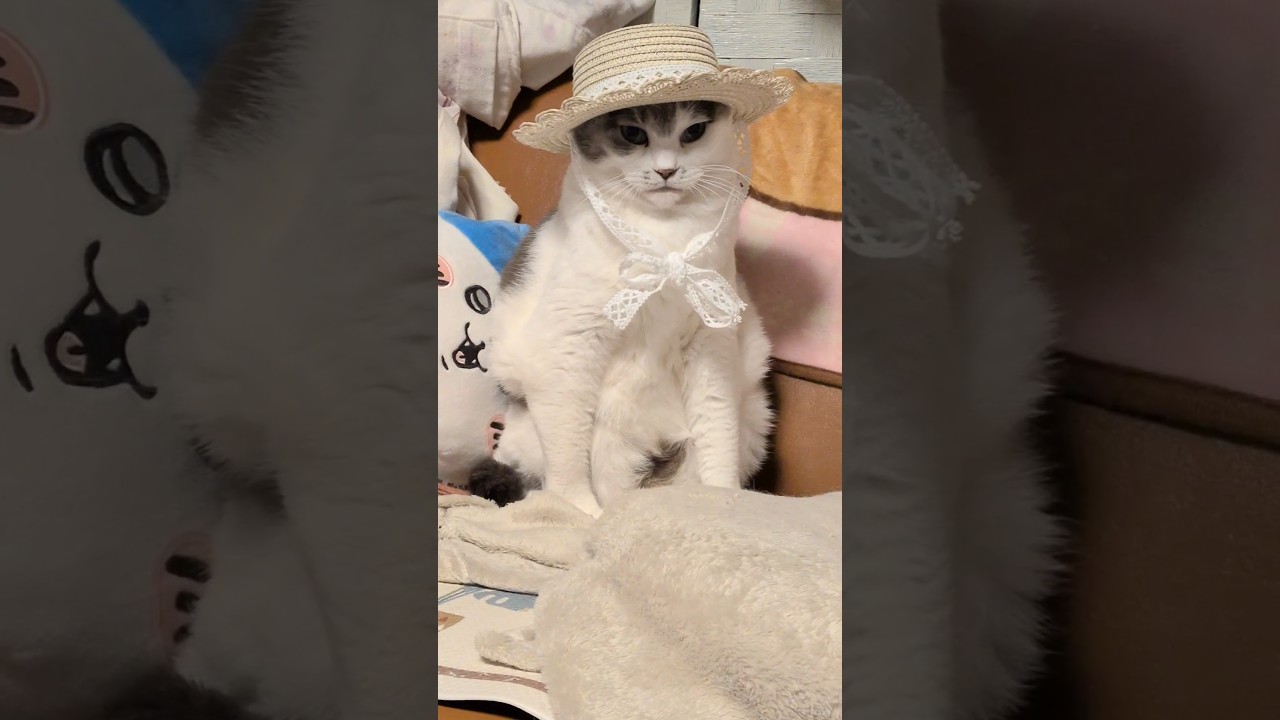 【⚠️音】お嬢さま、荒野に立つ