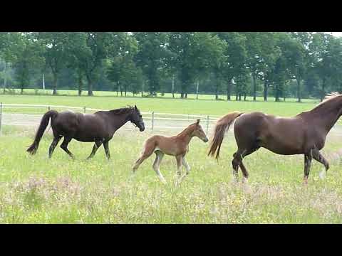 Come together  Sf von Diamond Touch NRW/ Fast Eddy  trifft Hf von By your Side/Don Laurino/Weltmeyer