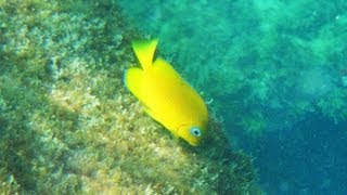 preview picture of video 'Jetties at St. Andrews State Park snorkeling- Panama City Beach'