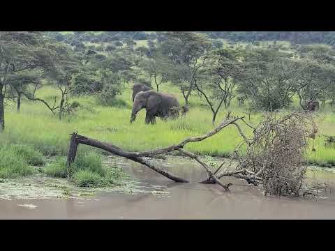 Exploring Africa In Comfort