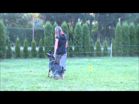 Enjoy z Jukasu - obedience on summer camp - 22 months