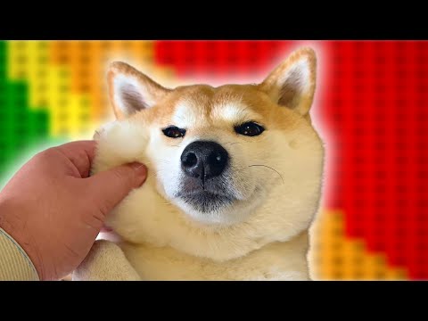The Chonk Chart - Shiba Inu Edition