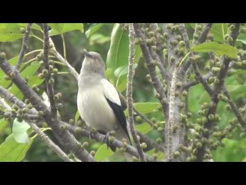 Škorec bieloplecí (Sturnia sinensis) — video o speve a chove