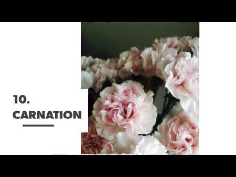 16 Flowers with Special Meaning for Girls to Identify with 🌸🌷 ...