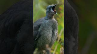 Download lagu Burung Lyrebird. Efek suara yang luar biasa #shortsfeed #birds #viralshors mp3