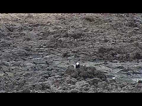 Djuma: Blacksmith Lapwing parent and chick - 05:40 - 07/12/19