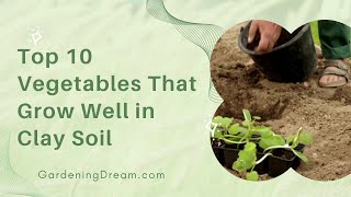 Top 10 Vegetables That Grow Well in Clay Soil