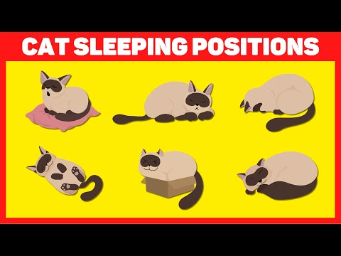 Cat Sleeping Positions and What They Mean? 🐱💤