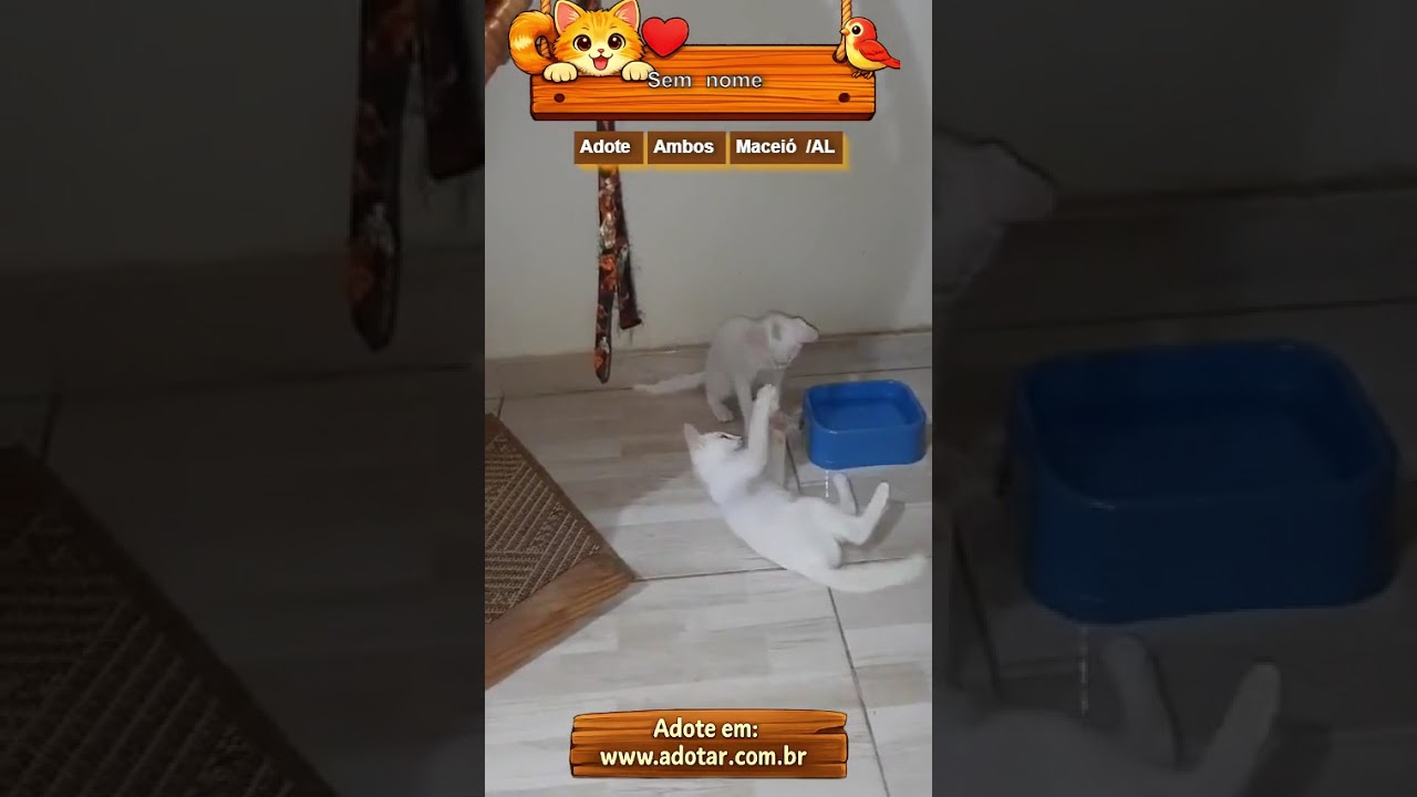 Gato raça SRD-ViraLata idade 2 a 6 meses nome Sem nome