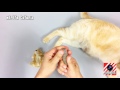 10 Trucos Para Gatos o Life Hacks - Experimentos Caseros -