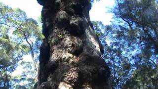 preview picture of video 'Giant Tingle Tree, Walpole, WA'