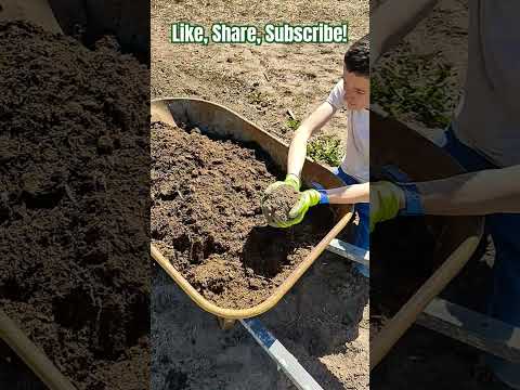 Top dressing garden beds with fresh compost. #gardening #farming #homestead #family